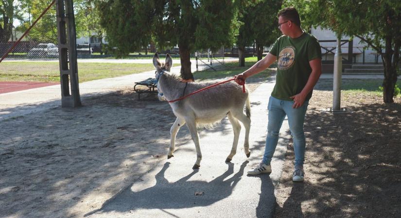 Füles után új fejezet: ismét útra kel az ásotthalmi fiú