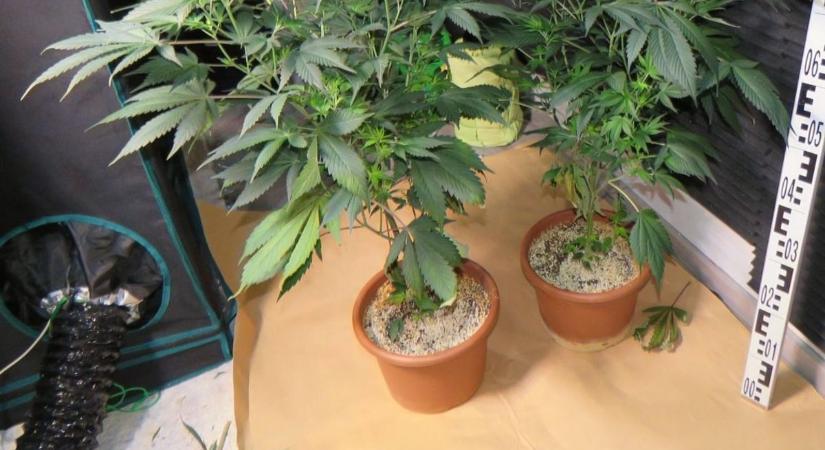 Házkutatás Szegeden: elképesztő, mit találtak a lakásban – videóval