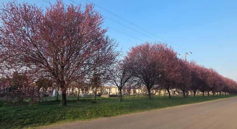 A tavasz megérkezett: kivirultak a vérszilvák Adácson  Fotók