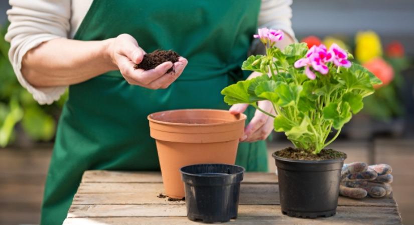 Ha ezt a fűszert szórod a virágföldre, vegyszerek nélkül is eltűnnek a kártevők: még márciusban tedd meg