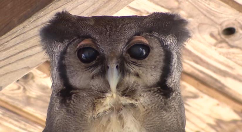 58 éves a magyar sztárbagoly – Hululu különleges története Tanzániából indult