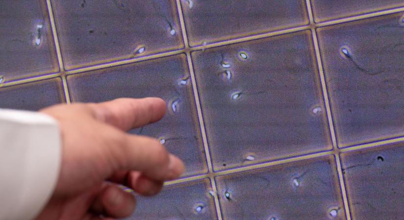 A gyakoribb ejakuláció javíthatja a férfiak termékenységét