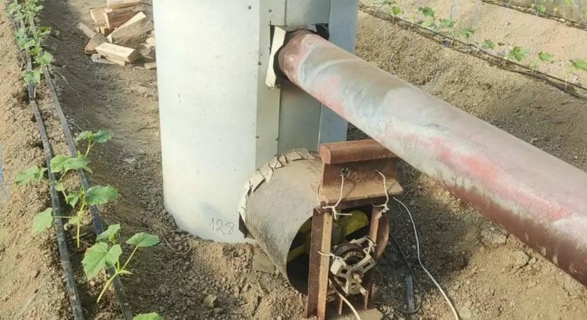 Az uborkaplánták ültetéséről