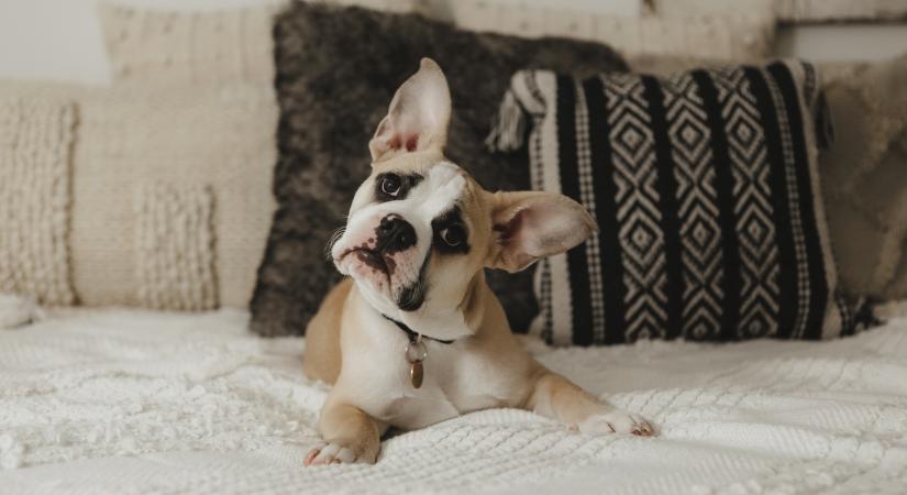 Mit jelent, ha a kutyád félrebillenti a fejét? 5 meglepő ok