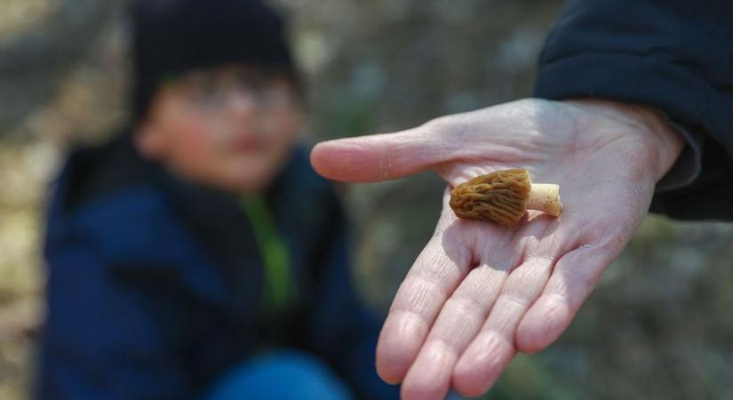 Az ára földhöz vág, ám most az erdőben ingyen is hozzájuthatsz ehhez a kincshez, de vigyázz mert van néhány buktató