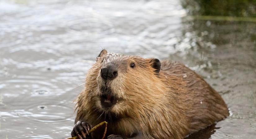 Íme 7 vadállat, ami többet tesz a klímavédelemért, mint az ember
