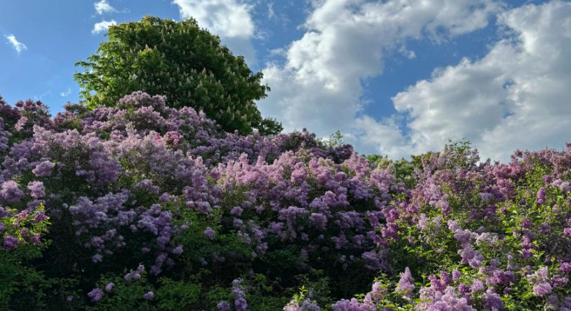 Így nem lát be a szomszéd – 7 gyorsan növő növény, ami feldobja a kertet