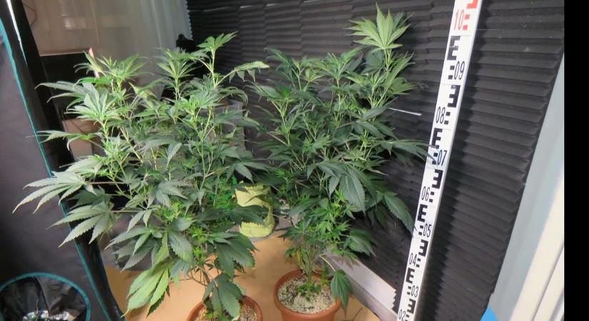 Döbbenetes mennyiség: kábítószer-termelésért tartóztattak le egy szegedi férfit