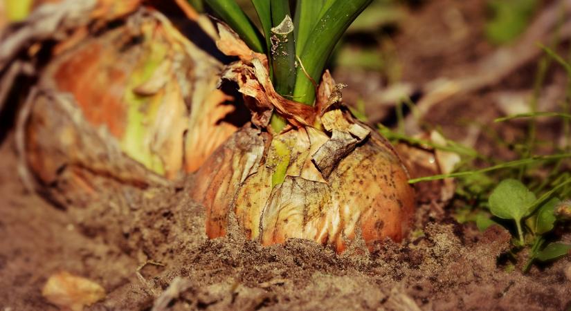 Ha ezt a hibát elköveted, kevesebb lesz a termés