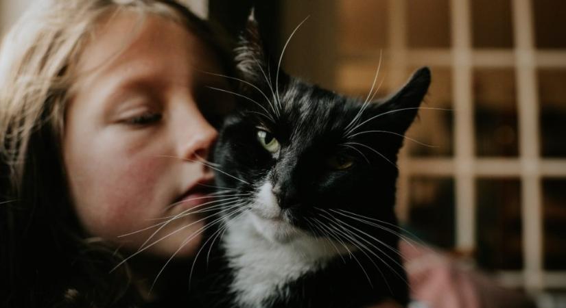 Miért van a macskáknak mindig jó illata?