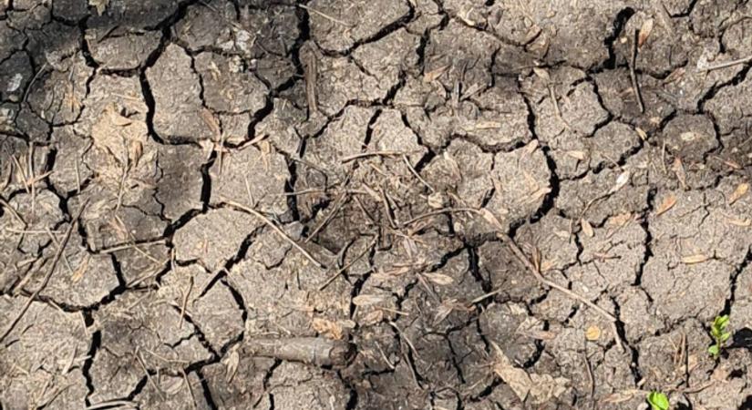 Komoly aszály van Baranyában, kezdhetünk idegeskedni – mert lényegében semmi sem esett