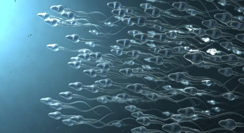 A gyakoribb ejakuláció növelheti a férfiak termékenységét