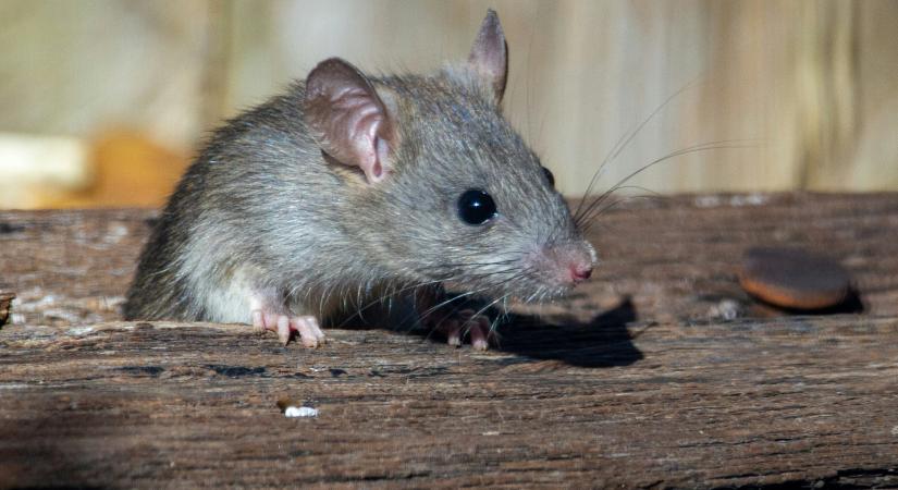 Nincs több egér és patkány: egy konyhai fűszer azonnal elűzi a rágcsálókat