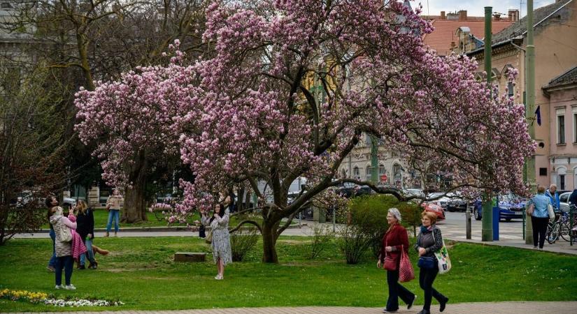 Elképesztő fotók: csúcson a magnólia virágzás a vármegyében