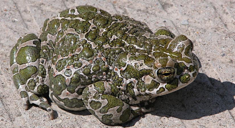 "Aki lelkesedik a szép szemekért, az el fog lágyulni a zöld varangy láttán"