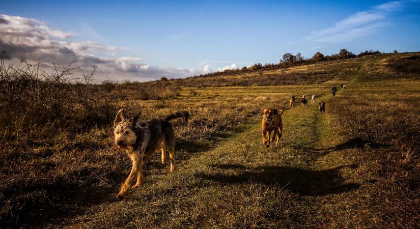 Filmes történet a valóságban: kutyák szöktek meg a halál elől