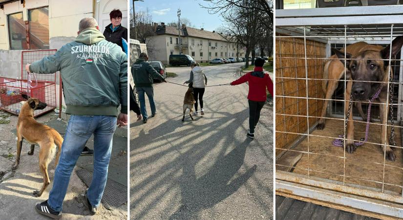 Nem lehetett tovább várni: kimentettek egy bezárva tartott kutyát Dorogon