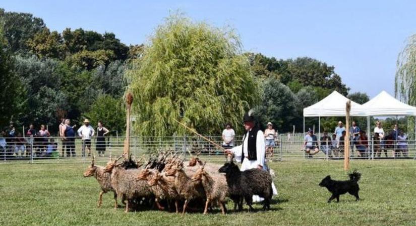 Jön a legmenőbb baranyai kutyás program: a Magyar Pásztorkutyák Terelőversenye!