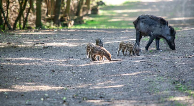 Érkeznek a csíkos kismalacok, legyünk körültekintőek az erdőben