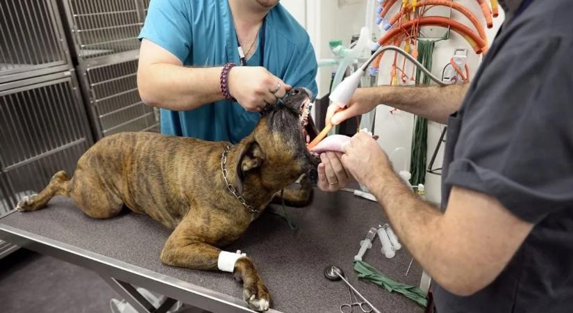 Rákgyógyítás: amikor a mesterséges intelligencia kutyaéleteket ment