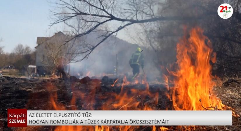 Az életet elpusztító tűz: hogyan rombolják a tüzek Kárpátalja ökoszisztémáit (videó)