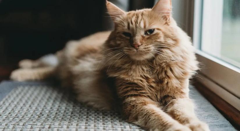 Elszabadult a duci macska az állatorvosnál - ez lett a vége