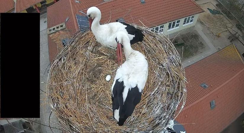 Itt a csodálatos összefogás eredménye! Tojást őriz már a népszerű gólyapár az abonyi fészekben