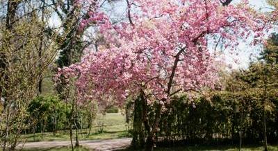 Cseresznyevirágba borul a Füvészkert, változatos programokkal vár a Sakura