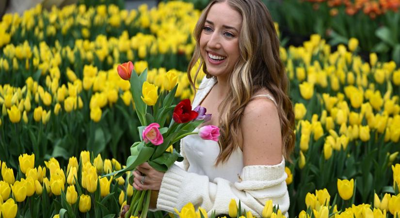 Tulipánszüret 2026: 5 helyszín, ahol fantasztikus virágokat szedhetünk idén
