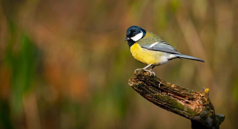 Lezárult a téli madárles, hamarosan indul a tavaszi