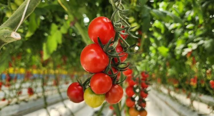 Paradicsomot szed az új autonóm robot