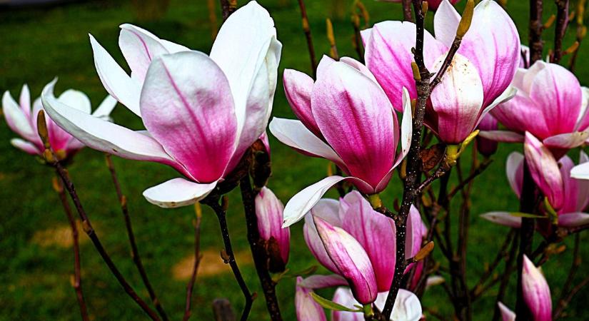 Virágzó magnóliák, tulipánfák (galéria)