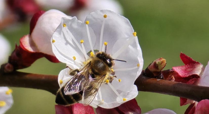 Nehéz napok várnak a beporzókra - de miért is?
