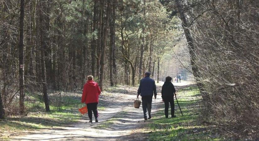 Újra szabad a somogyi erdő, viszont a hétvégi szemétszedő túra elmarad