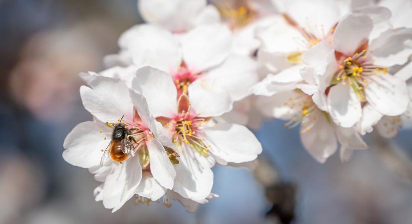 A néphagyomány nem hazudik: már ma eldőlt, milyen lesz a tavasz – mutatjuk, milyen idő vár ránk