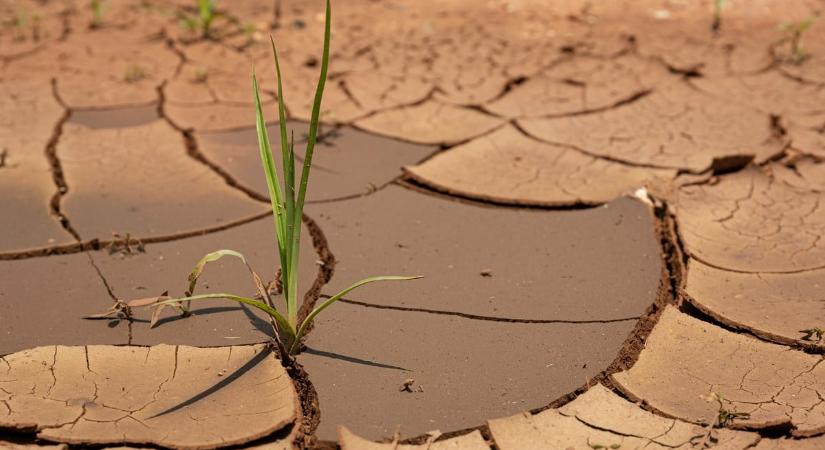 Már most aszály van – tavaly is a száraz időjárás okozta a legtöbb kárt