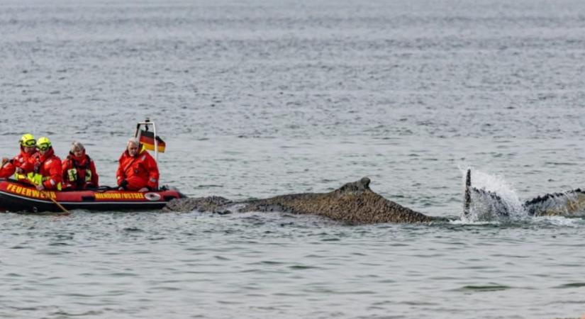 Megfeneklett bálnát próbálnak kimenteni a Balti-tengeren