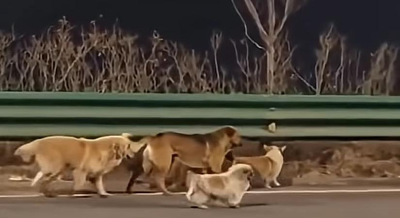 Filmbe illő menekülés: hét ellopott kutya együtt szökött meg a biztos halál elől