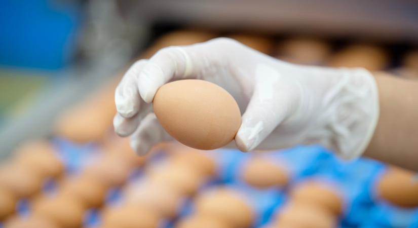Veszélyes anyagot találtak a tojásban: évtizedek óta tiltott az EU-ban