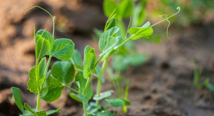 Megugrott a takarmányborsó-termelés – kitart a lendület?