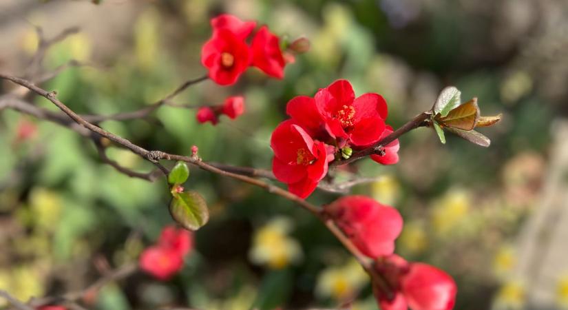 Illatoznak a virágzó kertek Dunaújvárosban  képgaléria