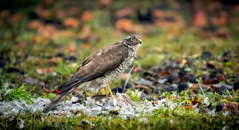 Magyarország madarai: a karvaly