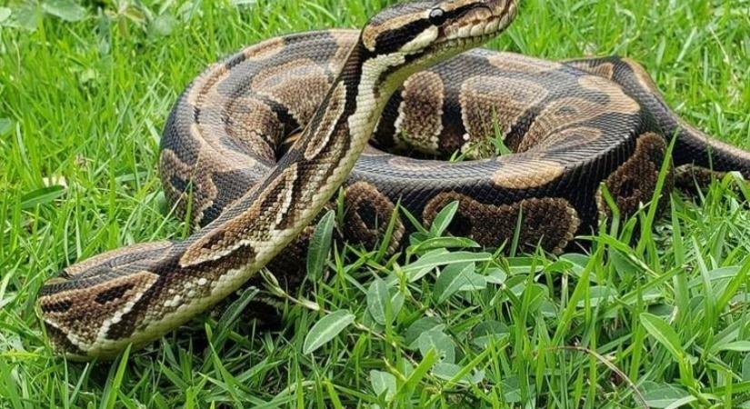 A kígyóbőr apró tüskéi megakadályozzák a baktériumok elszaporodását