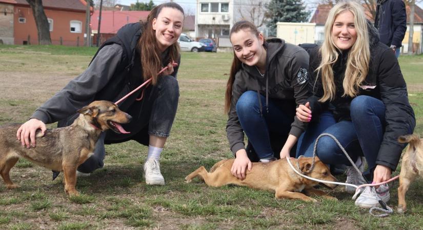 Cukiságbomba – menhelyi kutyákat segítettek a DKKA játékosai (videó)