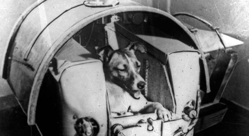 Az orosz propaganda elhallgatta: ezért halt meg pár órával a kilövés után Lajka