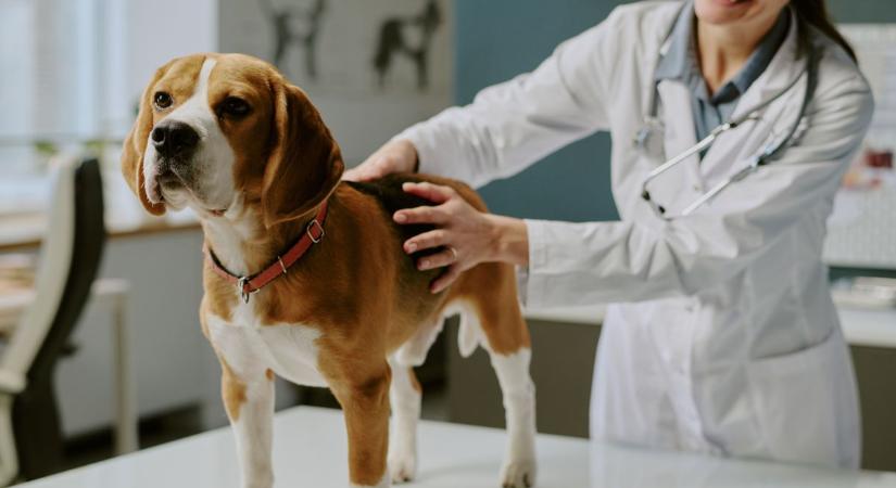 Régi álma teljesült a veszprémi gazdiknak, már este is kaphat segítséget bajba jutott kedvencük (videó)