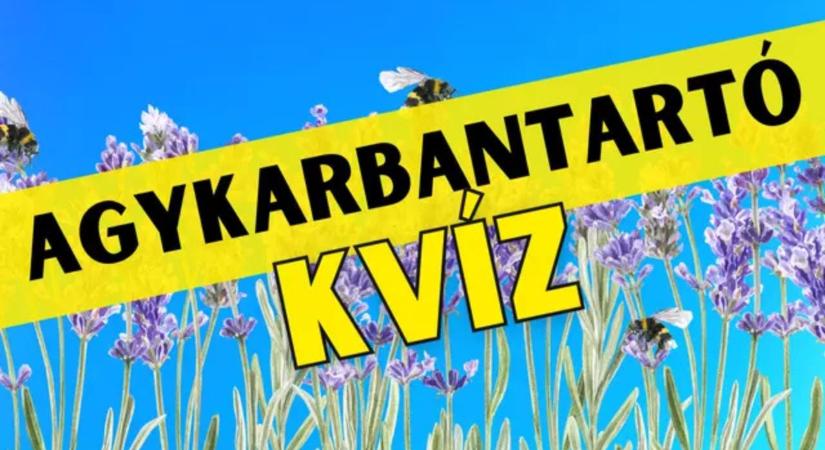 Napi Agykarbantartó feladat: Ha ezt megoldod, átlag feletti a megfigyelőképességed!