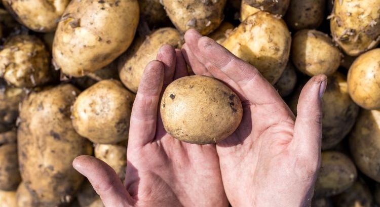 A burgonya minősége már nem csak a betakarításon múlik