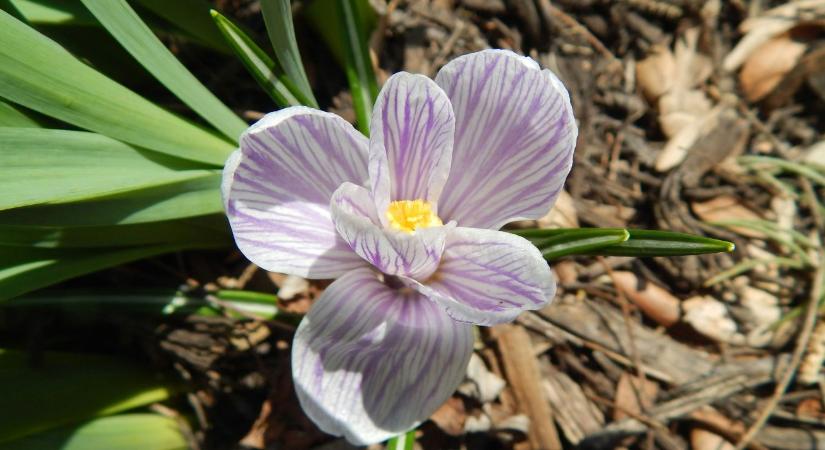 Mulcsozás tavasszal: mikor és milyen anyagot használj?