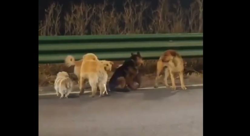 Megszökött hét lopott kutya egy kínai húsüzemből, 17 kilométer után jutottak vissza gazdáikhoz